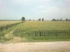 Foto Terreno agricolo in vendita a Nodica - Vecchiano 5830 mq  Rif: 648812