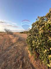 Foto Terreno agricolo in vendita a Noto