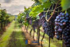 Foto Terreno agricolo in vendita a Novello