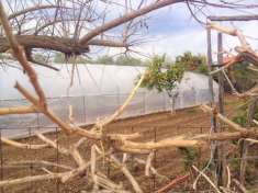 Foto Terreno agricolo in vendita a Olevano Sul Tusciano