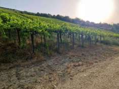 Foto Terreno agricolo in vendita a Orsogna