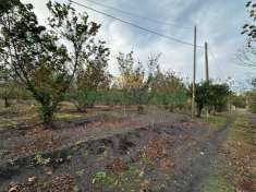 Foto Terreno agricolo in vendita a Ottaviano