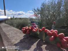 Foto Terreno agricolo in vendita a Paterno'
