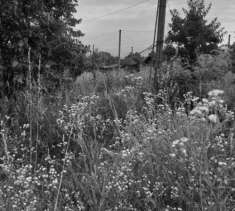 Foto Terreno agricolo in Vendita a Pescantina