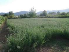 Foto Terreno agricolo in vendita a Piano di Ameglia - Ameglia 1640 mq  Rif: 1061125