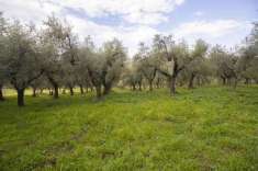 Foto Terreno agricolo in vendita a Poggio Mirteto
