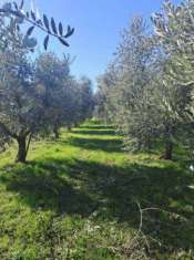Foto Terreno agricolo in Vendita a Polpenazze del Garda