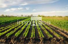 Foto Terreno agricolo in vendita a Ponte Di Piave