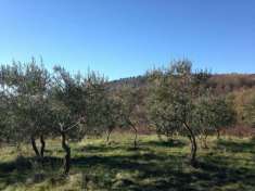Foto Terreno agricolo in vendita a Reggello 1000000 mq  Rif: 1316806