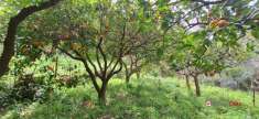 Foto Terreno agricolo in vendita a Rometta