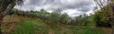 Foto Terreno agricolo in vendita a Ruota - Capannori 1450 mq  Rif: 1233593