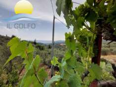 Foto Terreno agricolo in vendita a San Bartolomeo Al Mare