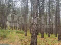 Foto Terreno agricolo in vendita a San Giovanni In Fiore