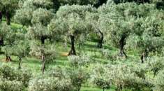 Foto Terreno agricolo in vendita a San Giuliano Terme 30000 mq  Rif: 992573