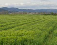 Foto Terreno agricolo in vendita a San Rocco a Pilli - Sovicille 83000 mq  Rif: 1270955