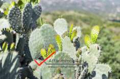 Foto Terreno agricolo in vendita a Sant'Antonio di Gallura