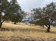 Foto Terreno agricolo in vendita a Santa Flavia