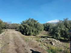 Foto Terreno agricolo in vendita a Santa Maria Di Licodia