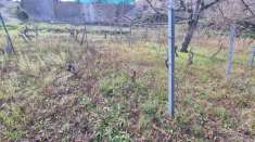 Foto Terreno agricolo in vendita a Santa Venerina