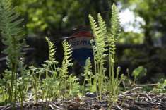 Foto Terreno agricolo in vendita a Santa Venerina