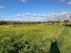 Foto Terreno agricolo in vendita a Sellia Marina