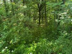 Foto Terreno agricolo in vendita a Sirone