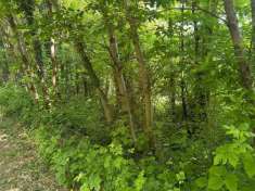 Foto Terreno agricolo in vendita a Sirone