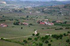Foto Terreno agricolo in vendita a Soave