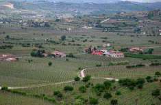 Foto Terreno agricolo in Vendita a Soave