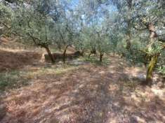 Foto Terreno agricolo in vendita a Spello