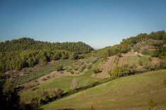 Foto Terreno agricolo in vendita a Spoleto
