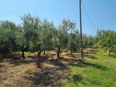 Foto Terreno agricolo in vendita a Torre Le Nocelle