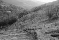 Foto Terreno agricolo in Vendita a Tregnago