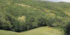 Foto Terreno agricolo in Vendita a Tregnago