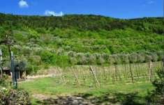 Foto Terreno agricolo in Vendita a Tregnago