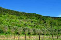 Foto Terreno agricolo in Vendita a Tregnago