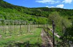 Foto Terreno agricolo in Vendita a Tregnago