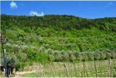 Foto Terreno agricolo in Vendita a Tregnago
