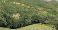 Foto Terreno agricolo in Vendita a Tregnago