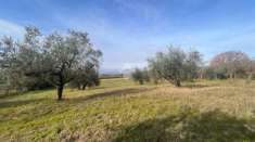 Foto Terreno agricolo in vendita a Trevignano Romano