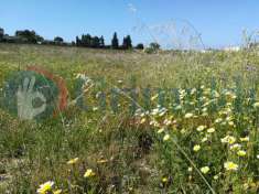Foto Terreno agricolo in vendita a Ugento