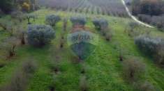 Foto Terreno agricolo in vendita a Vasanello