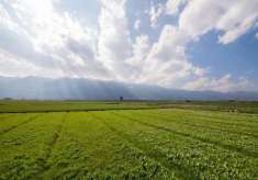 Foto Terreno agricolo in vendita a Venafro