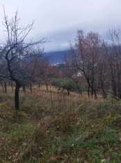 Foto Terreno agricolo in vendita a Veroli