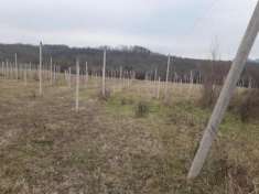 Foto Terreno agricolo in vendita a Villafranca in Lunigiana 70000 mq  Rif: 874222