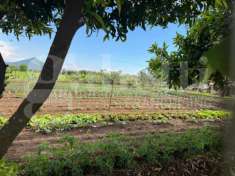 Foto Terreno agricolo in vendita a Vitulazio