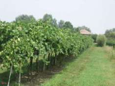 Foto Terreno agricolo in Vendita in Via Carpi Ravarino 619 a Soliera