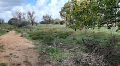 Foto Terreno agricolo mq 17000 in C.da Bosco Rotondo, Vittoria