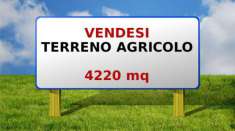 Foto TERRENO AGRICOLO mq 4220 a Ghemme (Novara)