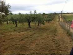 Foto Terreno coltivabile mq10000 Recintato Pozzo Romano 120 ulivi Privato
